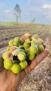 A hand holding several green, pod-like fruits with a slight pinkish hue at the tip.