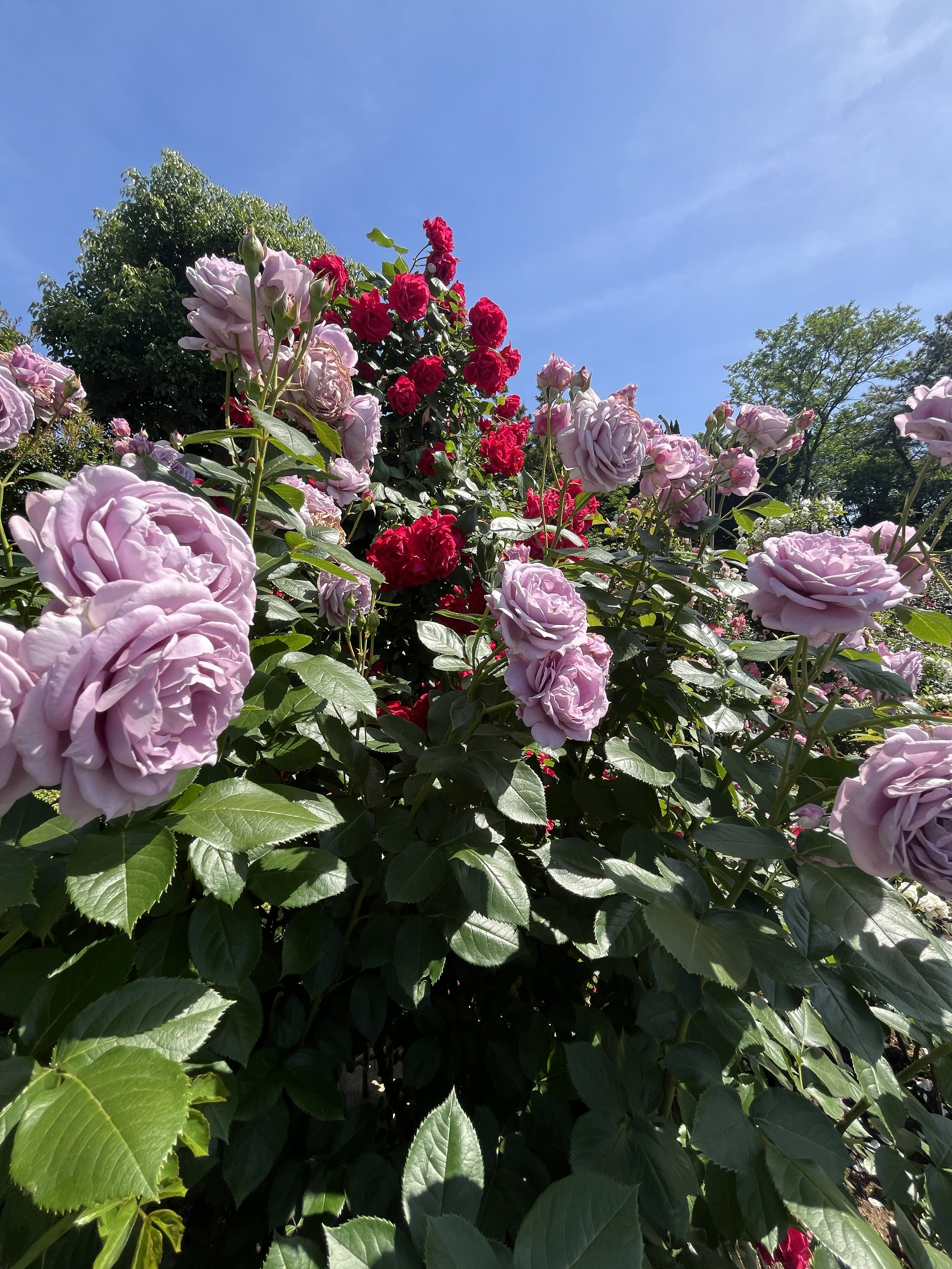 A vibrant display of blooming roses is captured in the image, featuring clusters of soft lavender roses alongside bright red roses.