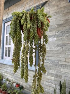 A hanging pot filled with lush green succulent plants cascading down. 