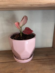 A small pink ceramic pot with a geometric design, containing a young plant with three leaves. 